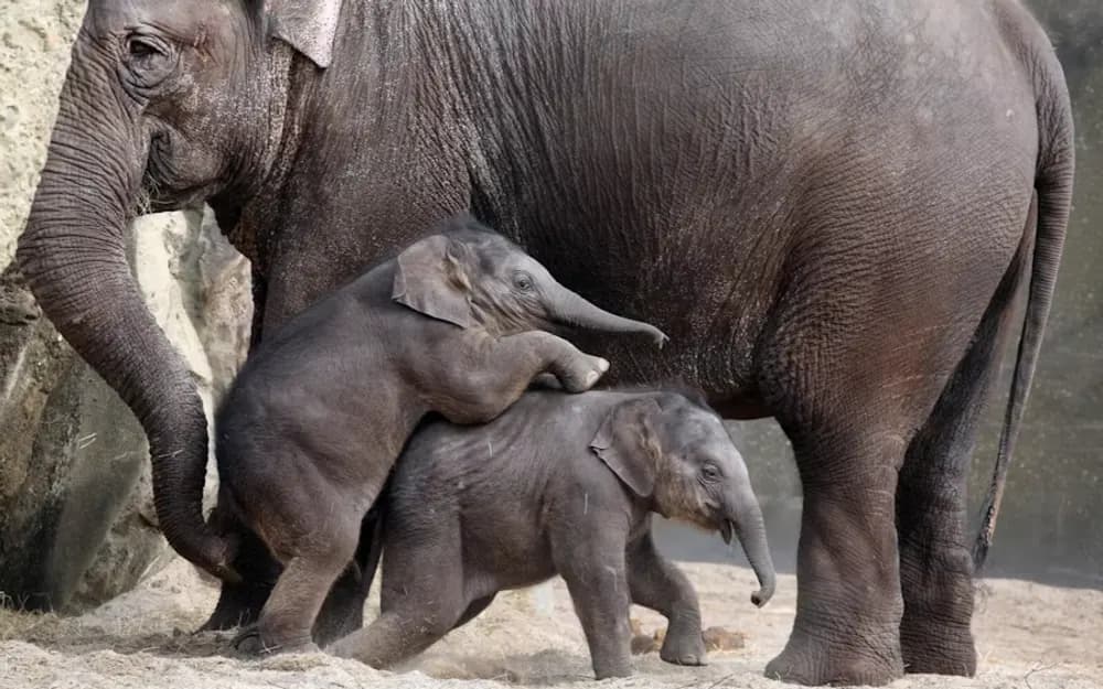 Amsterdam Artis Royal Zoo Tickets