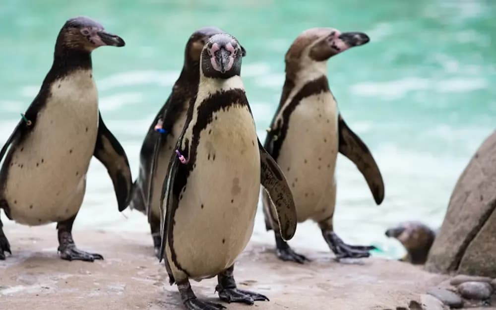 London ZSL Zoo Tickets