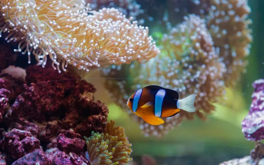 Abu Dhabi National Aquarium Tickets