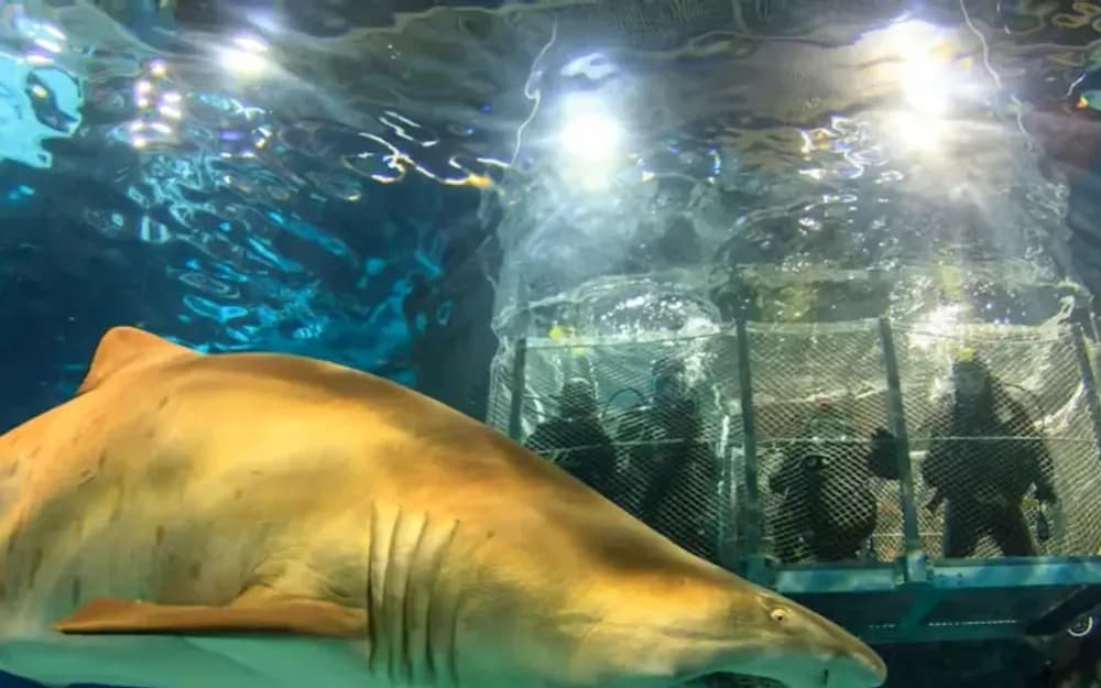 Barcelona Aquarium Tickets