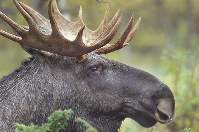 Stockholm Evening Wildlife Safari