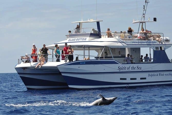 Gran Canaria Dolphin Watching Tour