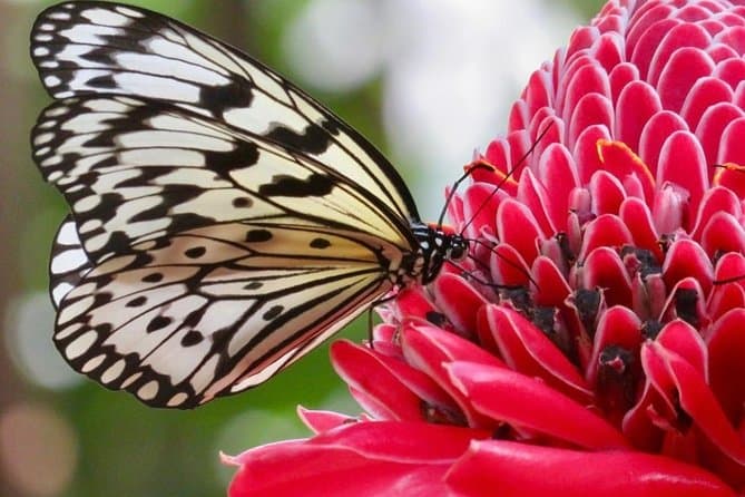 Houston The Cockrell Butterfly Center Tickets