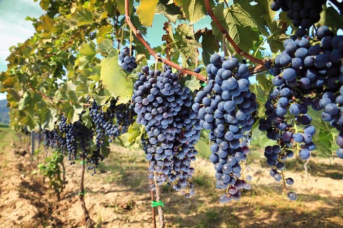 Wine Tasting in Florence