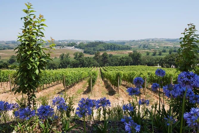 Setubal Wine Tour from Lisbon