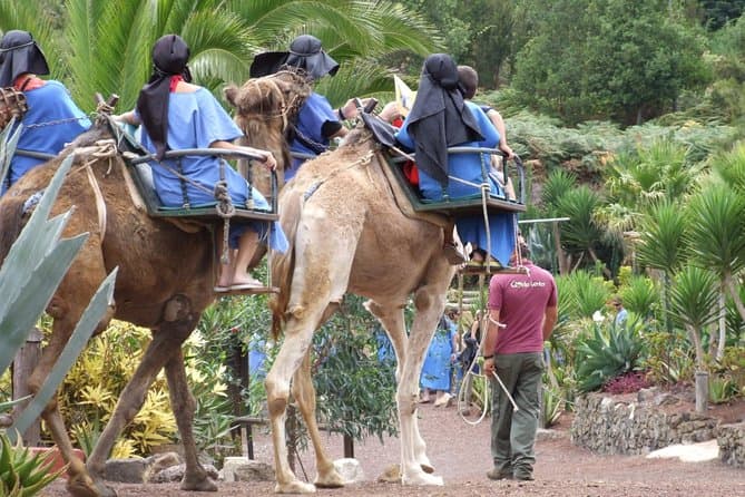 Tenerife Camel Ride