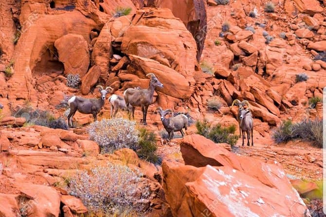 Valley of Fire State Park Day Trip from Las Vegas