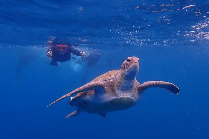 Tenerife Kayak and Snorkel Tour with Turtles