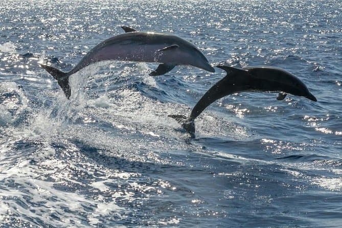 Tenerife Catamaran Cruise
