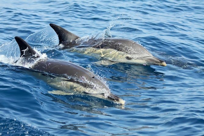 Lisbon Dolphin Watching Tour