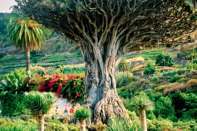 Teide, Icod, Garachico and Masca Day Trip in Tenerife