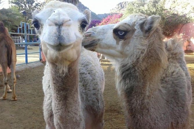 Gran Canaria Maspalomas Dunes Camel Safari