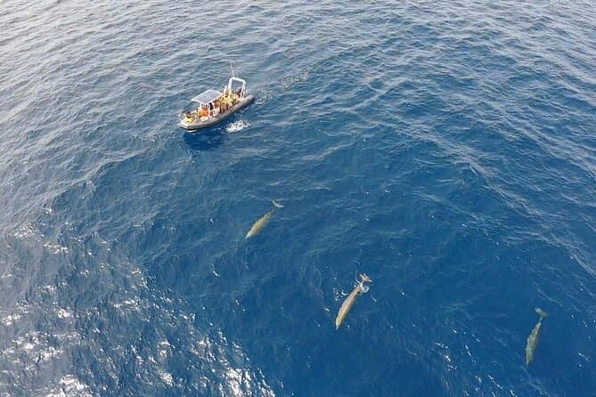 Fuerteventura Dolphin Watching Tour