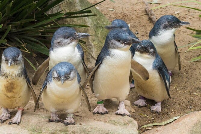 Melbourne Healesville Sanctuary and Phillip Island Tour