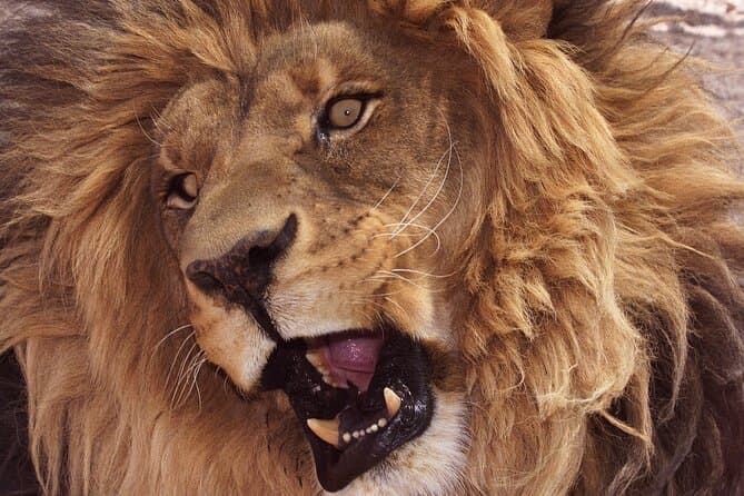 Las Vegas Lion Habitat Ranch Tickets
