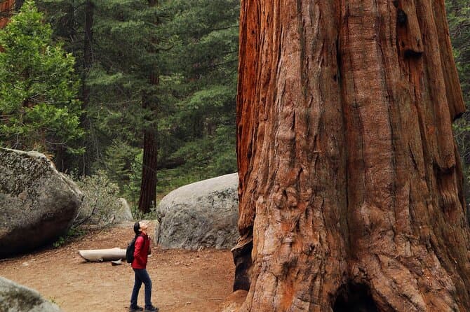 Armstrong Redwoods and Sausalito Day Trip from San Francisco
