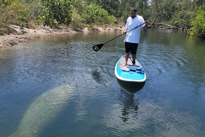 Miami Mangroves Paddleboard Tour