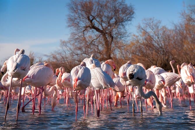 Camargue Day Trip from Avignon