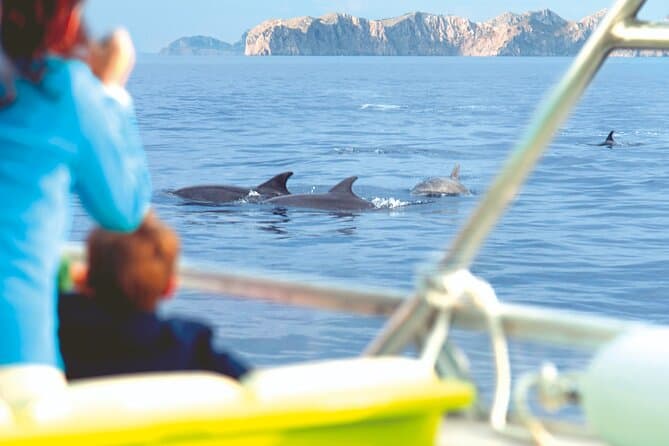 Dolphin Watching Cruise in Mallorca