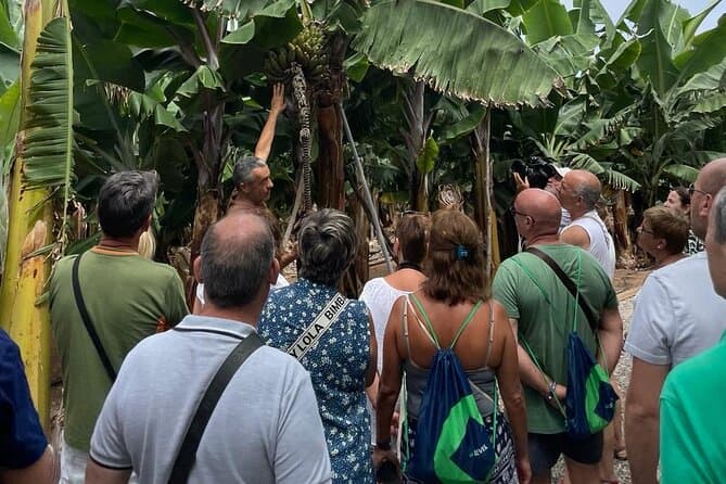 Gran Canaria Banana Museum Guided Tour