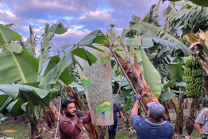 Tenerife Banana Plantation Tour
