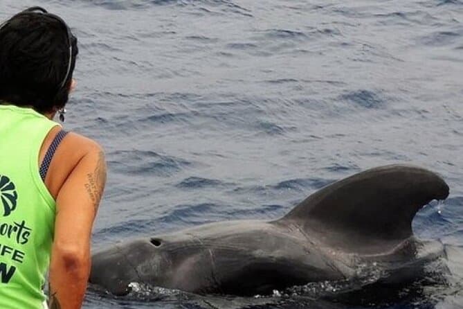 Tenerife Whale and Dolphin Watching Cruise
