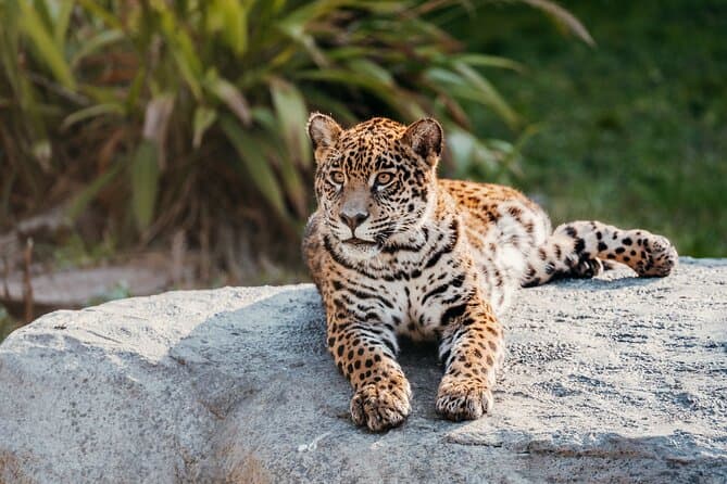 Buenos Aires Temaiken Biopark Tickets with Transfers
