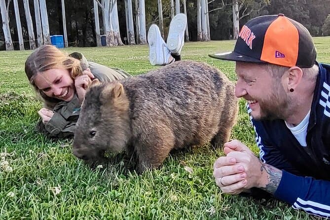 Sydney Wild Wombats and Kangaroos Day Trip