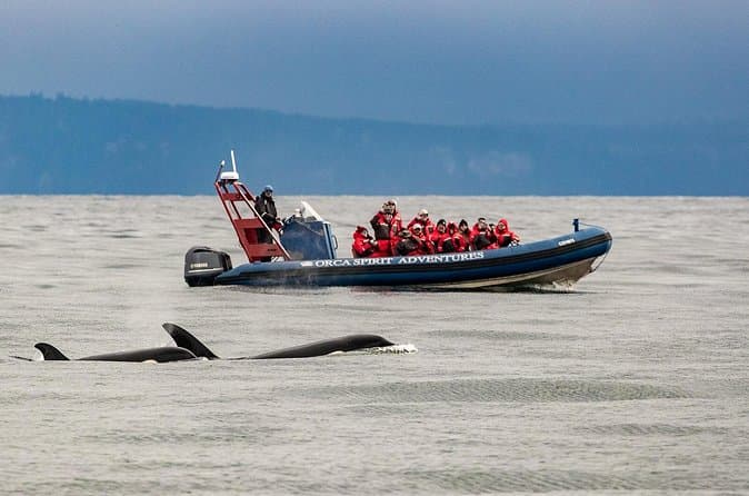 Seaplane Flight to Victoria from Vancouver and Whale Watching Cruise