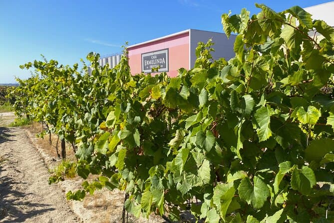 Lisbon Northern Region Private Wine Tour