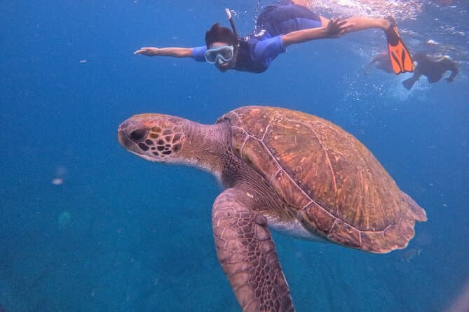 Tenerife Snorkel Tour