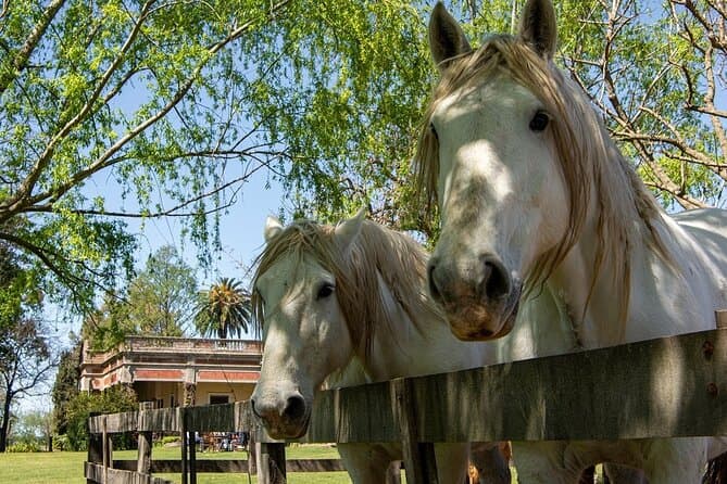 San Antonio de Areco Gaucho Day Trip from Buenos Aires