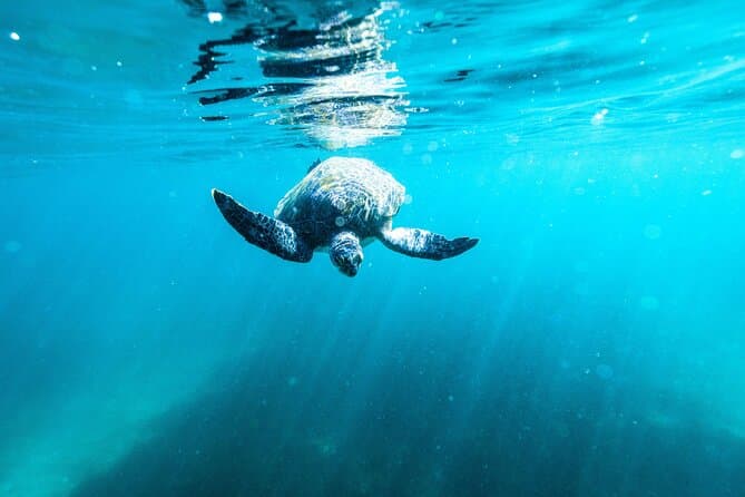Sydney Snorkeling Tour