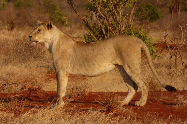 Tsavo National Park Safari Day Trip from Mombasa