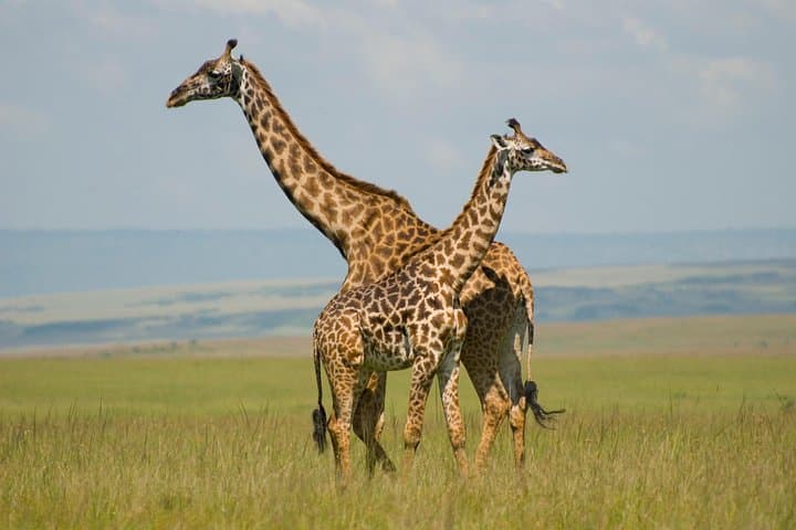 Maasai Mara and Lake Nakuru 4-Day Trip from Nairobi
