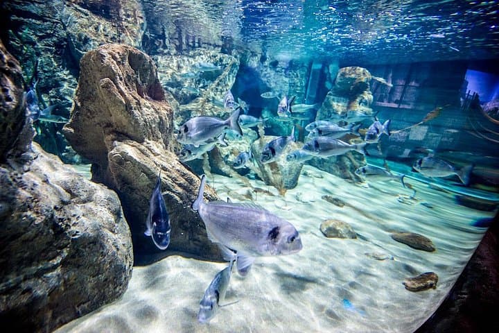 Malta National Aquarium Tickets