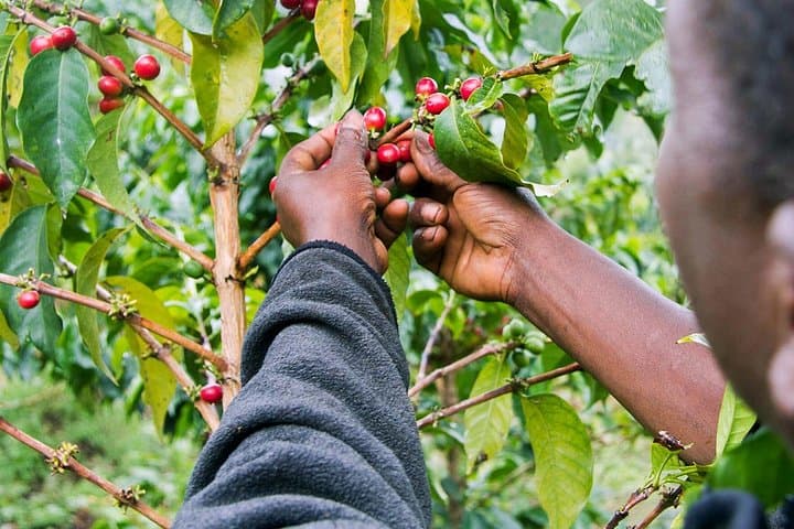 Nairobi Coffee Farm Tour