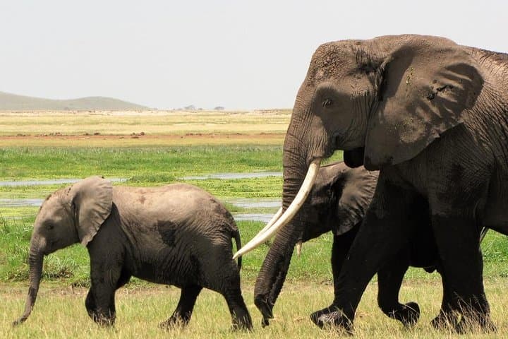 Tsavo East National Park 2-Day Safari Trip from Mombasa
