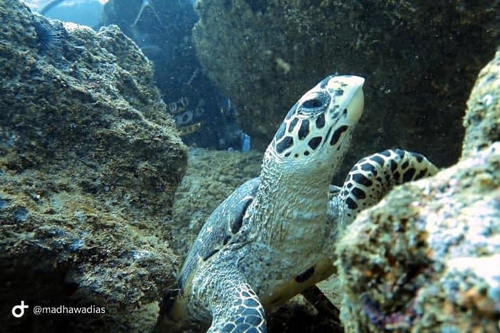 Galle Beginners Scuba Diving Experience