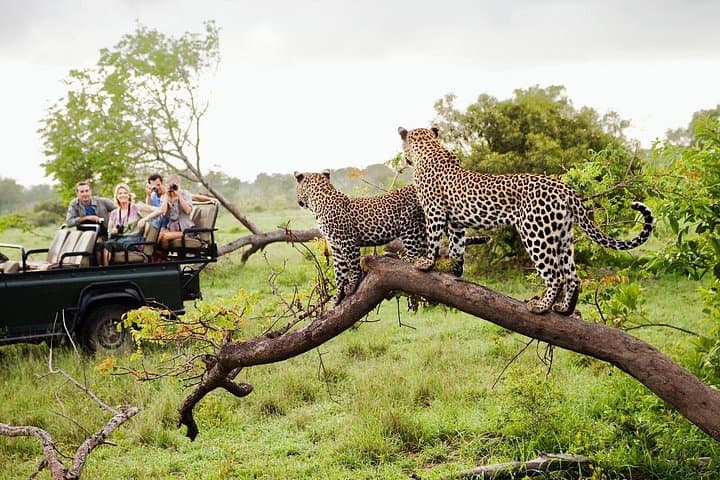 Yala National Park Safari Tour from Galle