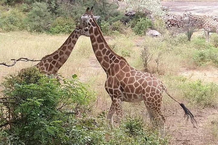 Mombasa Haller Park Tour