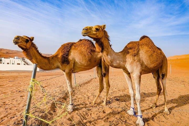 Wahiba Sands Desert Day Trpi from Muscat