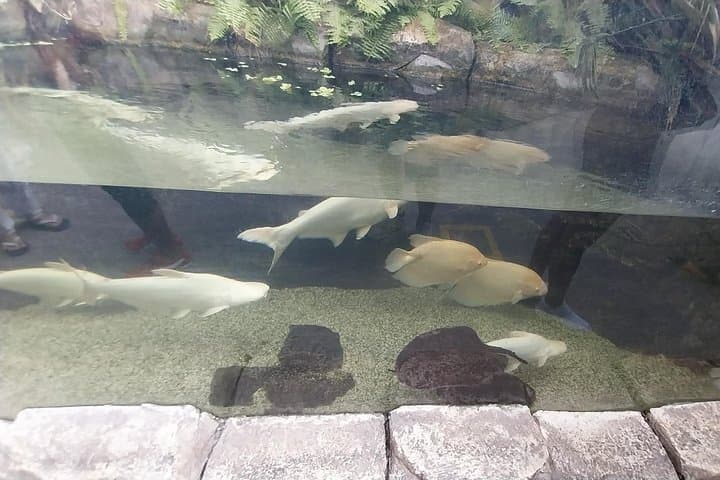 Cebu Ocean Park Tickets