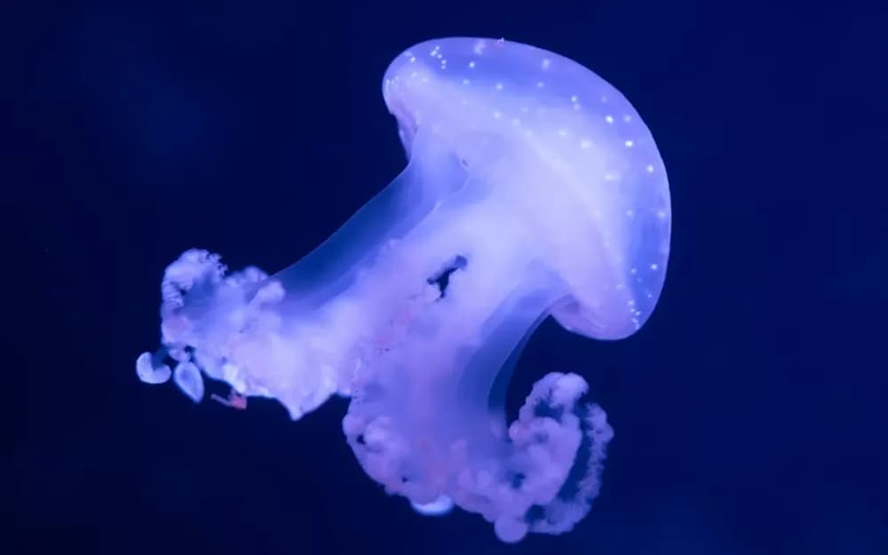Paris Aquarium Annual Pass