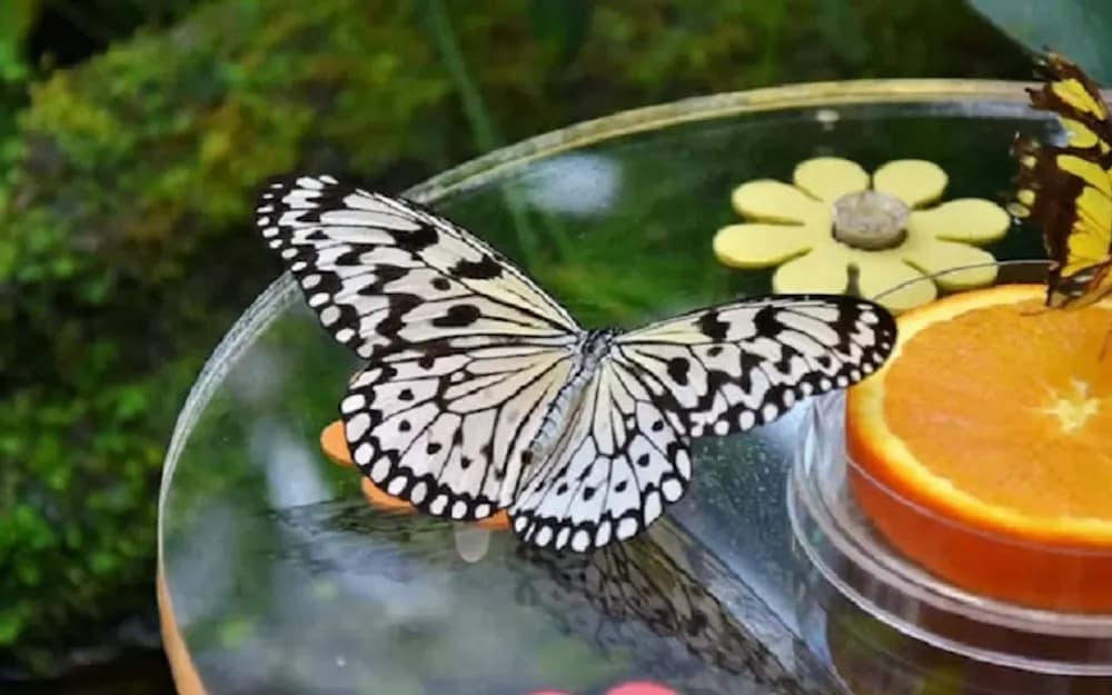 Dubai Butterfly Garden Tickets