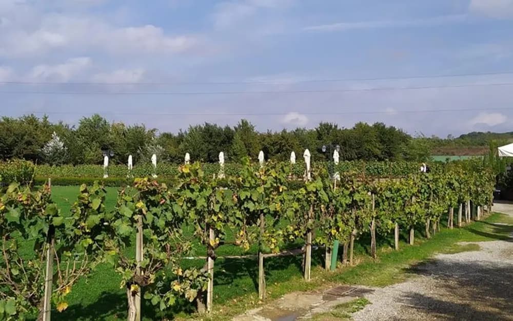 Day Trip to Siena and San Gimignano from Rome with wine tasting