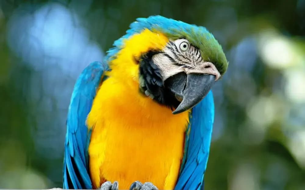 Rome Bioparco Entry Tickets