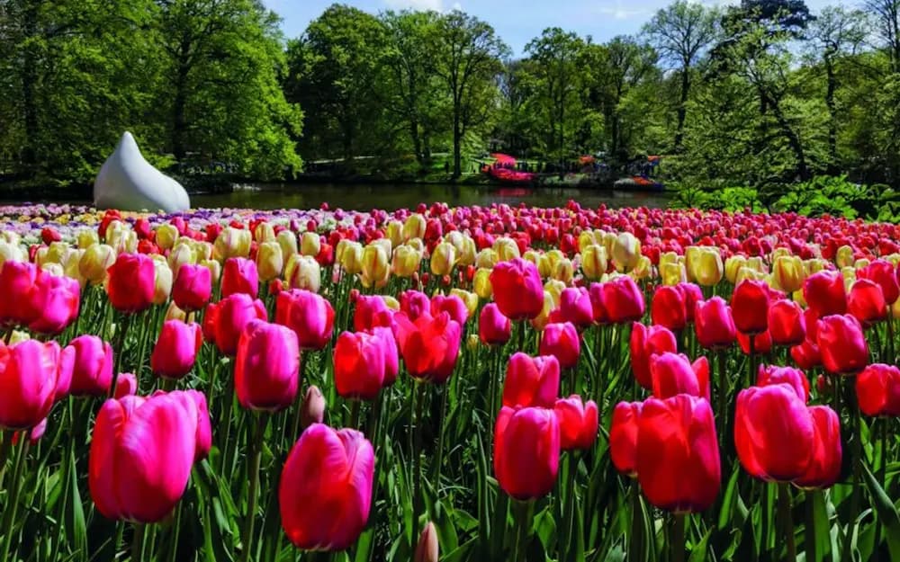 Keukenhof Day Trip with Windmill Cruise from Amsterdam