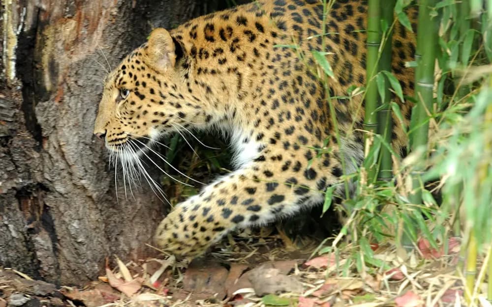 Paris Zoo of the Jardin des Plantes Tickets