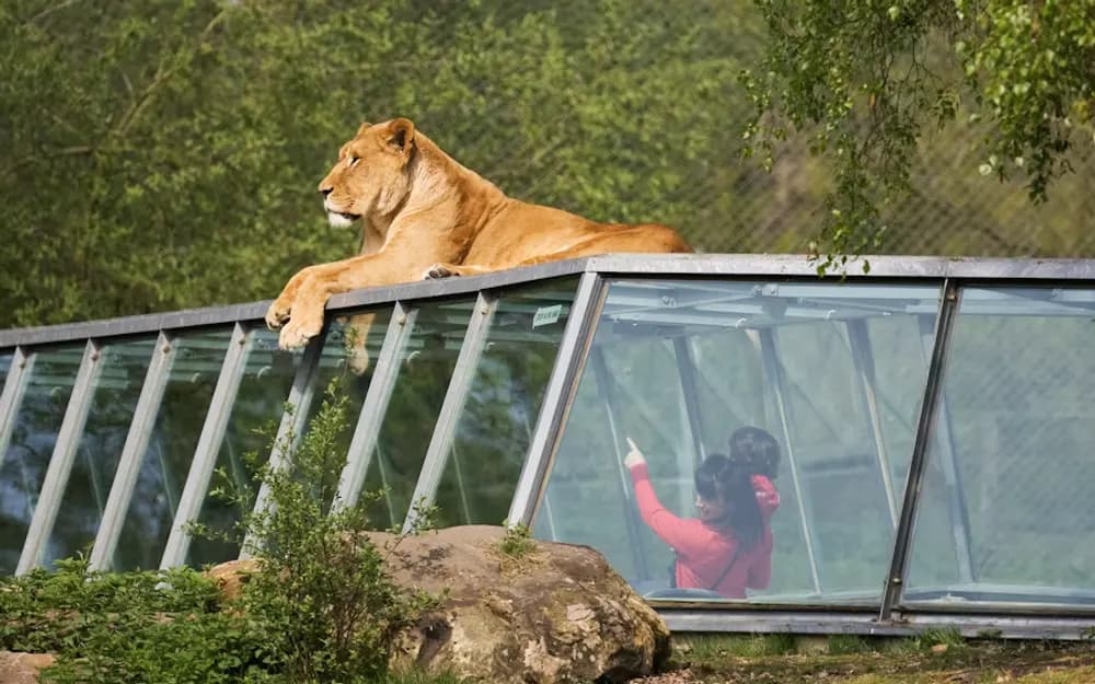 Thoiry ZooSafari Tickets